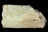Fossil Triceratops Rib Section - North Dakota #117395-1